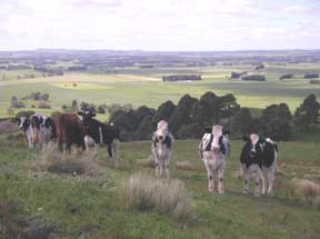 cows view