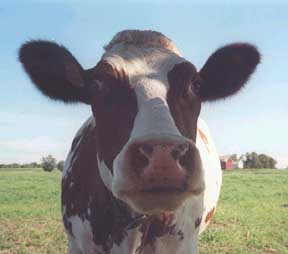 cow picture