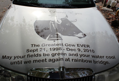 Cow car dedication
