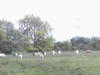 cow group