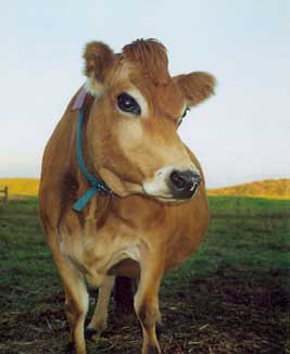 kissable cow