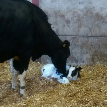 24 hours old