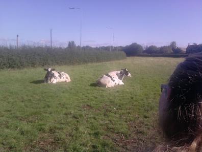 Holsteins at Leighton Hall Farm