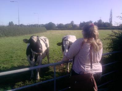 Curious Holsteins