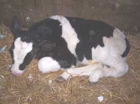 sleeping calf