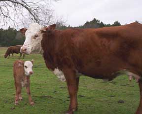 cow and calf standing