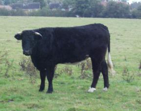 cow in field