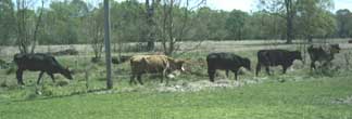 cows walking
