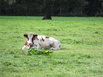 dutch cow in field