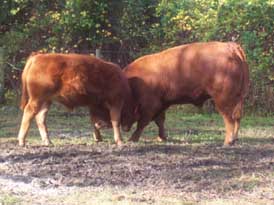 limousin bull and steer playing