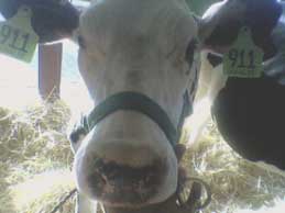 Holstein face