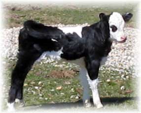 holstein calf