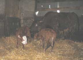 twin calves