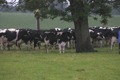 Hawksmoor Herd