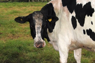 Curious Holstein