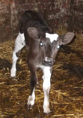2 day old heifer standing