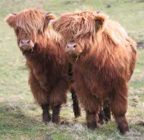 highland calves