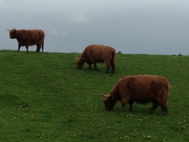 Highland cattle grazing