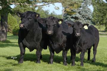 black angus bulls