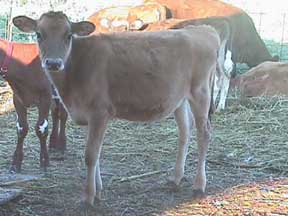 calf