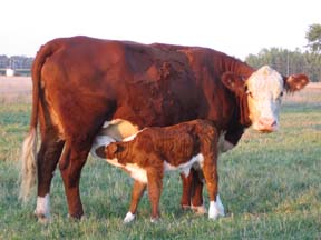 Mother and calf