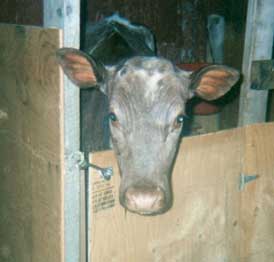 inside cow