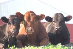 Limousin calves