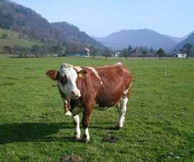 austrian cow