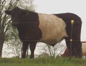 belted cow closeup