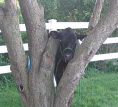 Cow behind tree
