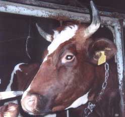 Polish cow with horns