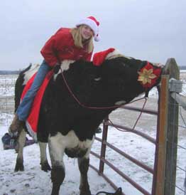 Christmas steer