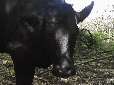 black cow closeup