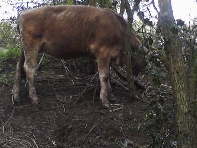 brown cow in shrubs