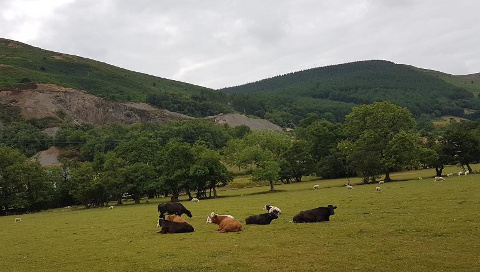 welsh cows resting