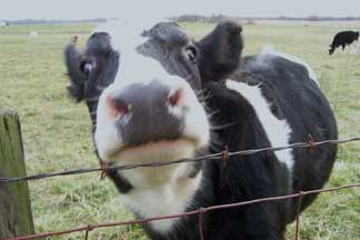 cow picture