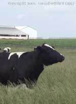 cool cow