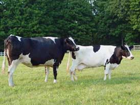 cows
