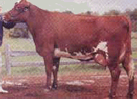 Milking Shorthorn