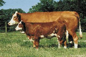 Simmental